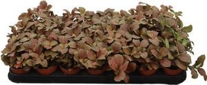 Fittonia ‘Joly Josan’ – 8.5cm Pot