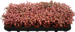 Fittonia 'Forest Flame' Nerve Plant – 8.5cm Pot