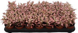 Fittonia ‘Revolution’ – 8.5cm Pot