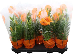Asiatic Lily ‘Tiny Invader’ – 13cm Pot