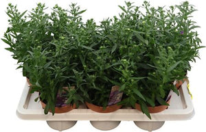Aster ‘Showmaker Trio’ – 14cm Pot, 30cm High
