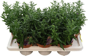 Aster ‘Showmaker Trio’ – 14cm Pot, 30cm High