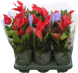 Red Anthurium (Anthurium andraeanum) – 12cm Pot