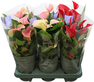 Anthurium Multiflora Mix – 12cm Pot, 43cm High