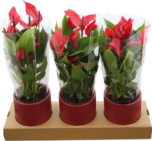 Red Anthurium ‘Lava’ – 12cm Ceramic Pot