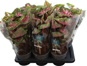Caladium ‘Carolyn Whorton’ – 17cm Pot, 40cm High