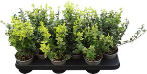 Fortune's Spindle (Euonymus fortunei) – 10.5cm Pot