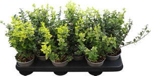Fortune's Spindle (Euonymus fortunei) – 10.5cm Pot