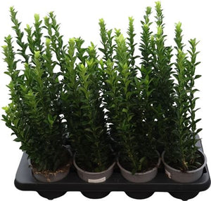 Euonymus japonicus ‘Green Spire’ – 13cm Pot