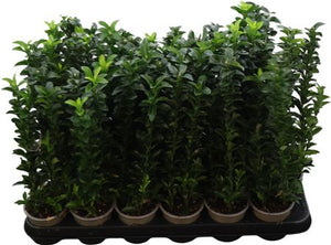 Euonymus japonicus ‘Green Spire’ – 9cm Pot