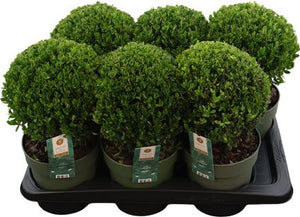 Japanese Holly ‘Jenny’ (Ilex crenata) – 17cm Pot