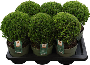 Japanese Holly ‘Jenny’ (Ilex crenata) – 17cm Pot
