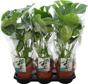Swiss Cheese Plant (Monstera deliciosa) – 19cm Pot