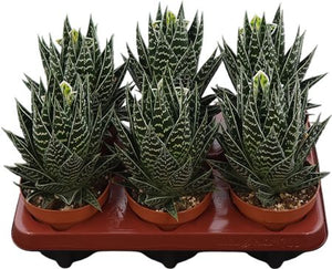 Aloe Tiki Tahi – 12cm Pot, Approx. 23cm Height
