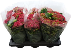 Hydrangea macrophylla ‘Mophead’ – 14cm Pot