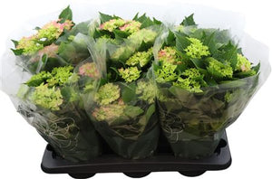 Hydrangea macrophylla ‘Mophead’ – 14cm Pot