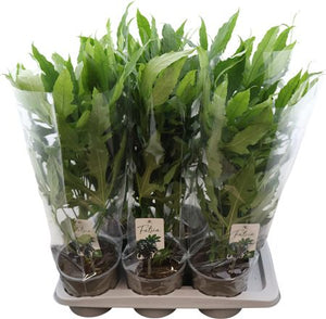 Fatsia Green Finger – 17cm Pot, Approx. 50cm High