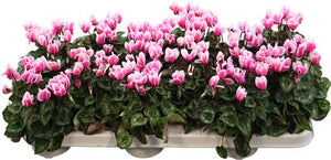 Pink and White Mini Cyclamen (Cyclamen persicum) – 9cm Pot