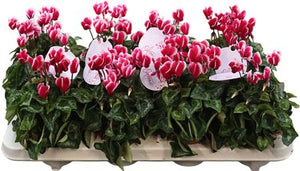Wine Red Cyclamen persicum – 10.5cm Pot