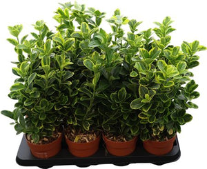 Mixed Euonymus Japonicus – 13cm Pot, 45cm High