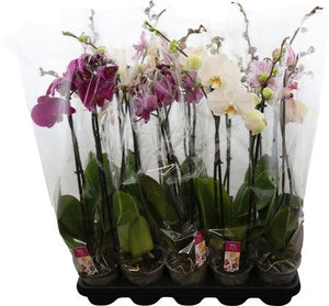 Mixed Phalaenopsis Orchid – 2 Stem, 12cm Pot