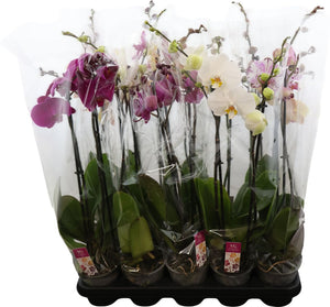 Mixed Phalaenopsis Orchid – 2 Stem, 12cm Pot