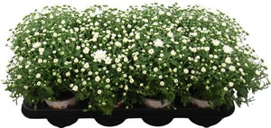 White Chrysanthemum Mums (Chrysanthemum indicum) – 12cm Pot