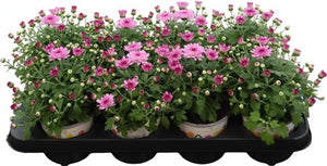 Pink Chrysanthemum ‘M Flair’ – 12cm Pot