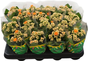 Orange Double Kalanchoe – 8cm Pot
