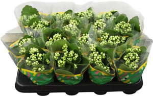White Kalanchoe Double – 8cm Pot