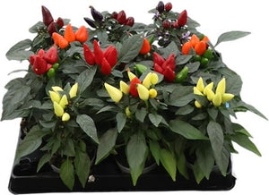 Ornamental Chilli Pepper Plant (Capsicum annuum)