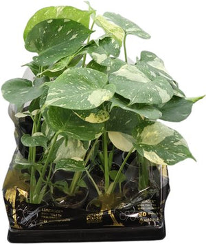 Monstera Thai Constellation – 6cm Pot