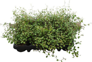 Gold Muehlenbeckia complexa – 8cm Pot