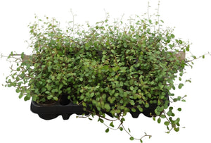 Gold Muehlenbeckia complexa – 8cm Pot