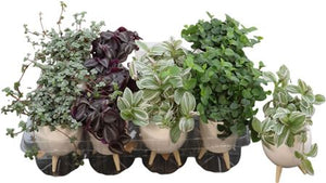 Green Milano Artificial Grass Plant – 3-Leg Design