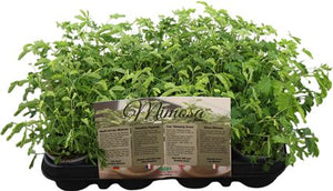 Sensitive Plant (Mimosa pudica) – 9cm Pot
