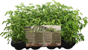 Sensitive Plant (Mimosa pudica) – 9cm Pot