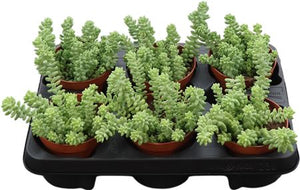 Burro’s Tail Sedum (Sedum burrito) – 11cm Pot