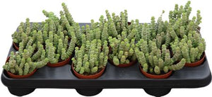 Hottentot Crassula (Crassula marnieriana) – 9cm Pot