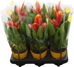 Vriesea ‘Int Peach Oranje’ – 12cm Pot