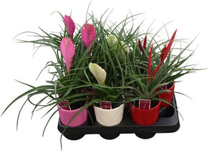 Tillandsia Air Plant Mix – 11cm Pot, 25cm High