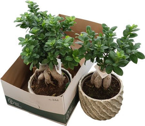 Ficus Ginseng Ball Shape – 20cm Pot