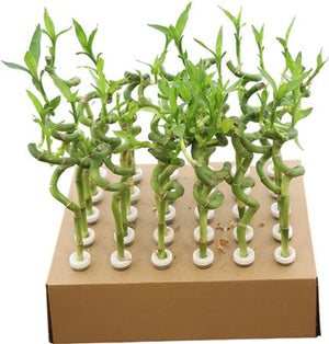 Lucky Bamboo Spiral (Dracaena sanderiana) – 5cm Pot