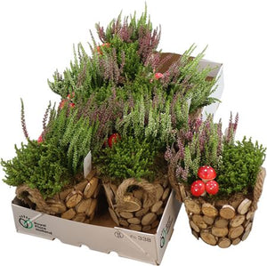 Autumn Outdoor Plant Arrangement – 16cm Wooden Pot