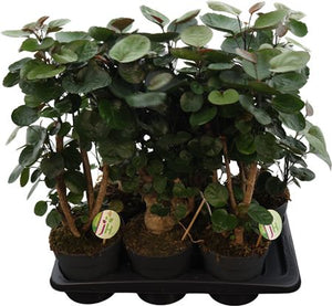 Polyscias Fabian Ming Aralia – 17cm Pot, 60cm High