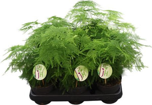 Asparagus Fern (Asparagus plumosus) – 12cm Pot