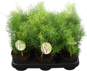 Asparagus Fern (Asparagus sprengeri) – 12cm Pot