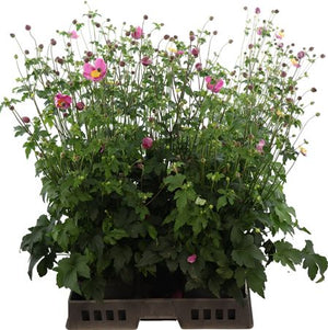 Japanese Anemone (Anemone hupehensis) – 19cm Pot