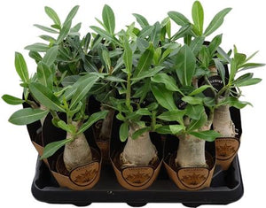 Pink Adenium Arabicum – 9cm Pot, 25cm High