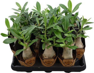 Pink Adenium Arabicum – 9cm Pot, 25cm High